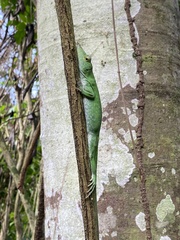 Anolis biporcatus