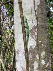 Anolis biporcatus