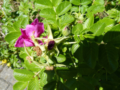 Rosa rugosa