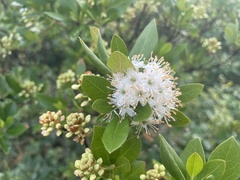 Rhododendron micranthum