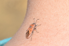 Graptostethus servus