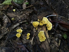 Cotylidia aurantiaca