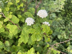Spiraea dasyantha
