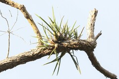 Dendrobium canaliculatum