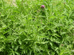 Cirsium alsophilum