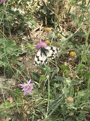 Melanargia lachesis