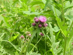 Cirsium alsophilum