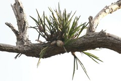 Dendrobium canaliculatum