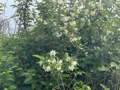 Philadelphus pekinensis