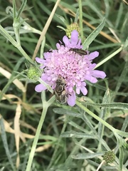 Eristalinus sepulchralis