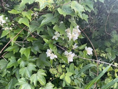 Philadelphus pekinensis