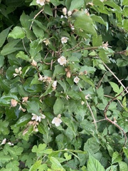 Philadelphus pekinensis