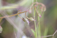 Buckleria paludum