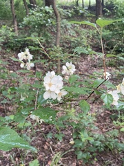 Philadelphus pekinensis