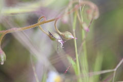 Buckleria paludum