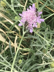 Eristalinus sepulchralis