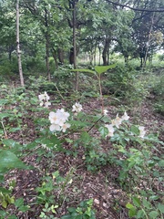 Philadelphus pekinensis