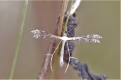 Buckleria paludum