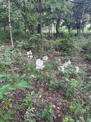 Philadelphus pekinensis