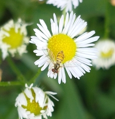 Toxomerus marginatus