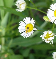 Toxomerus marginatus