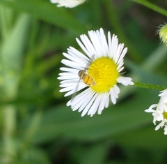 Toxomerus marginatus