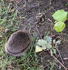 Erinaceus europaeus