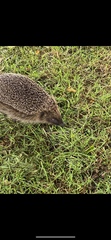 Erinaceus europaeus