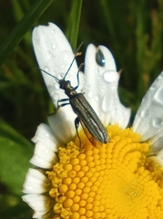 Oedemera femorata