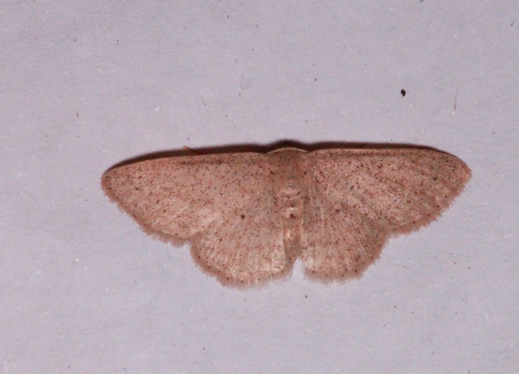 Lobocleta indecora