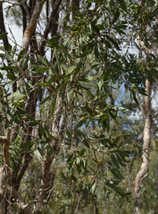 Melaleuca nervosa