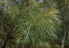 Grevillea pteridifolia