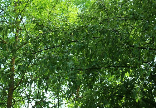 Malus orientalis, photograph 3