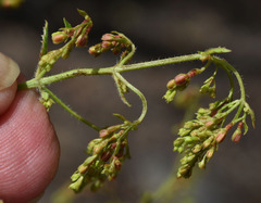 Gonocarpus acanthocarpus
