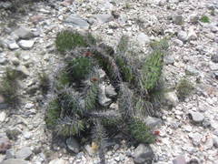 Opuntia stenopetala