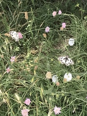 Melanargia lachesis