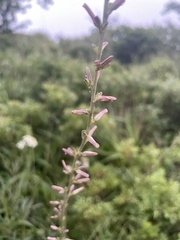 Anemarrhena asphodeloides