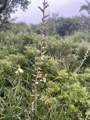 Anemarrhena asphodeloides