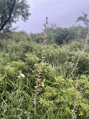 Anemarrhena asphodeloides