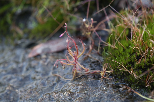 Drosera aquatica