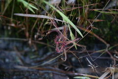 Drosera aquatica