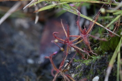Drosera aquatica