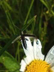 Oedemera femorata