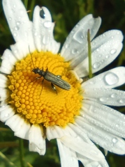 Oedemera femorata