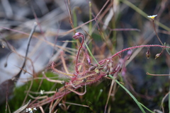 Drosera aquatica