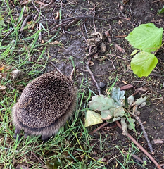 Erinaceus europaeus
