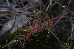 Drosera aquatica