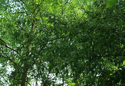 Malus orientalis, photograph 2
