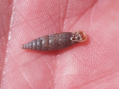 Papillifera papillaris