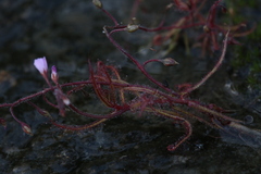 Drosera aquatica